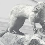 En Mink: The Full Story Behind the Creature and Its Controversial Legacy