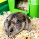 The Ultimate Care Guide for Your Pet Hamster: Tips and Tricks
