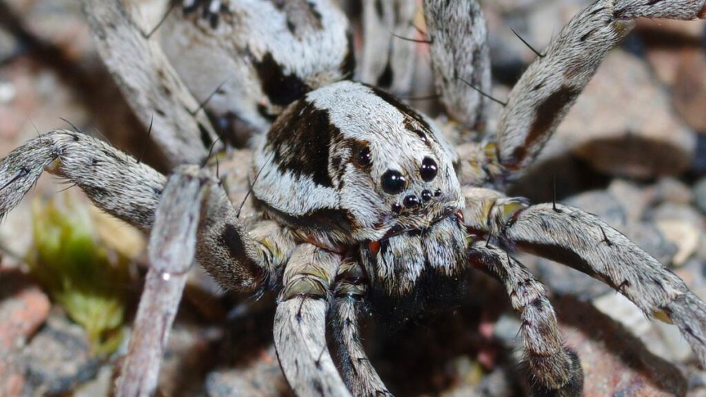 wolf spider