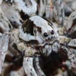 Unveiling the Secrets of Wolf Spider: Nature’s Stealthy Hunters