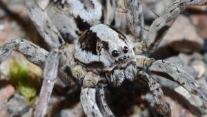 wolf spider